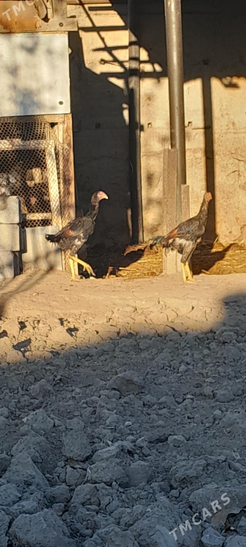 TASKENT MUNDEPER - Gökje - img 2