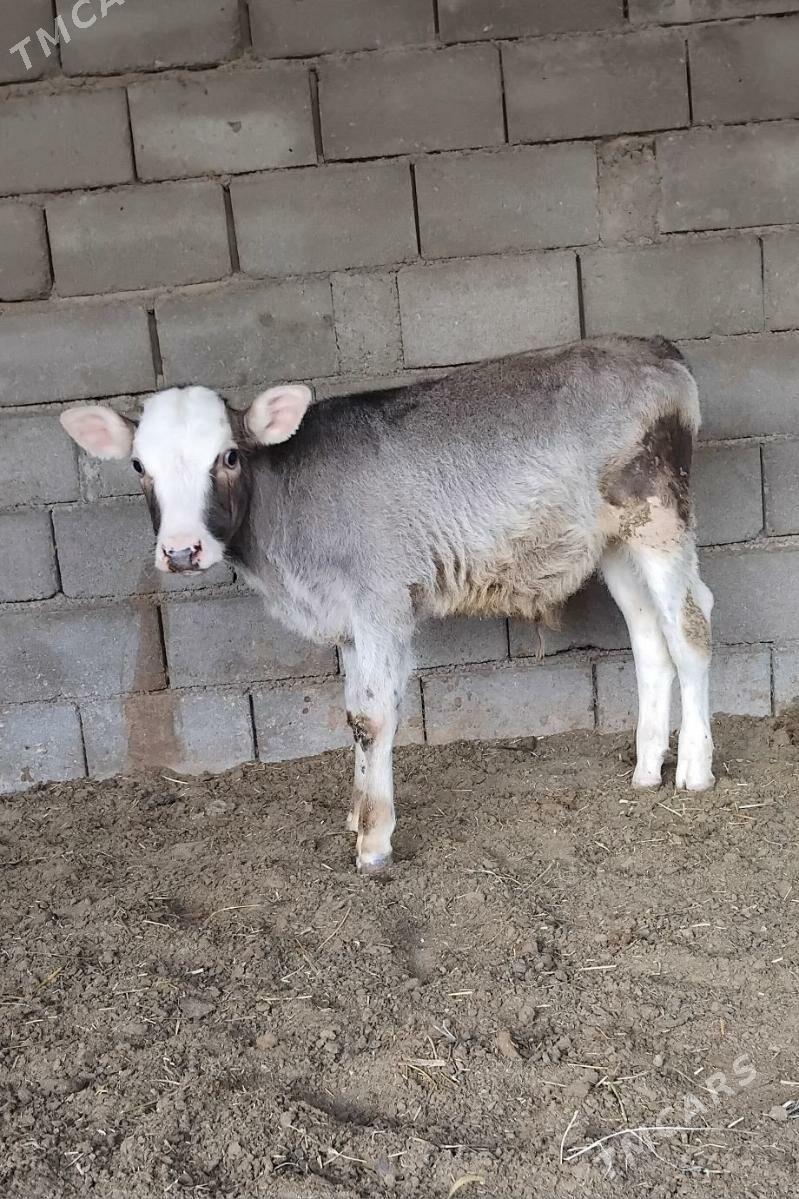 ŠWES OKUZ - Бузмеин - img 3