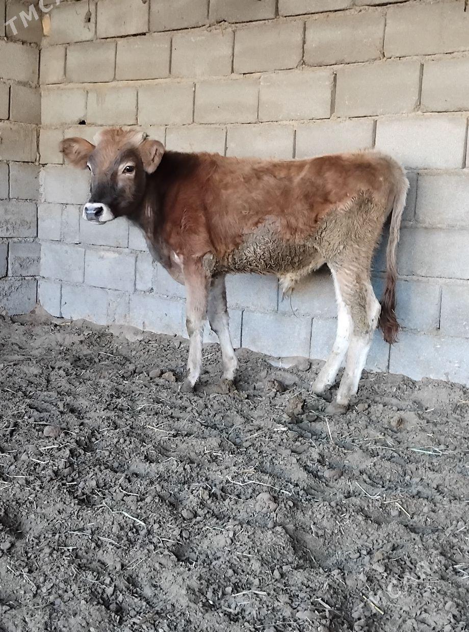 ŠWES OKUZ - Бузмеин - img 2