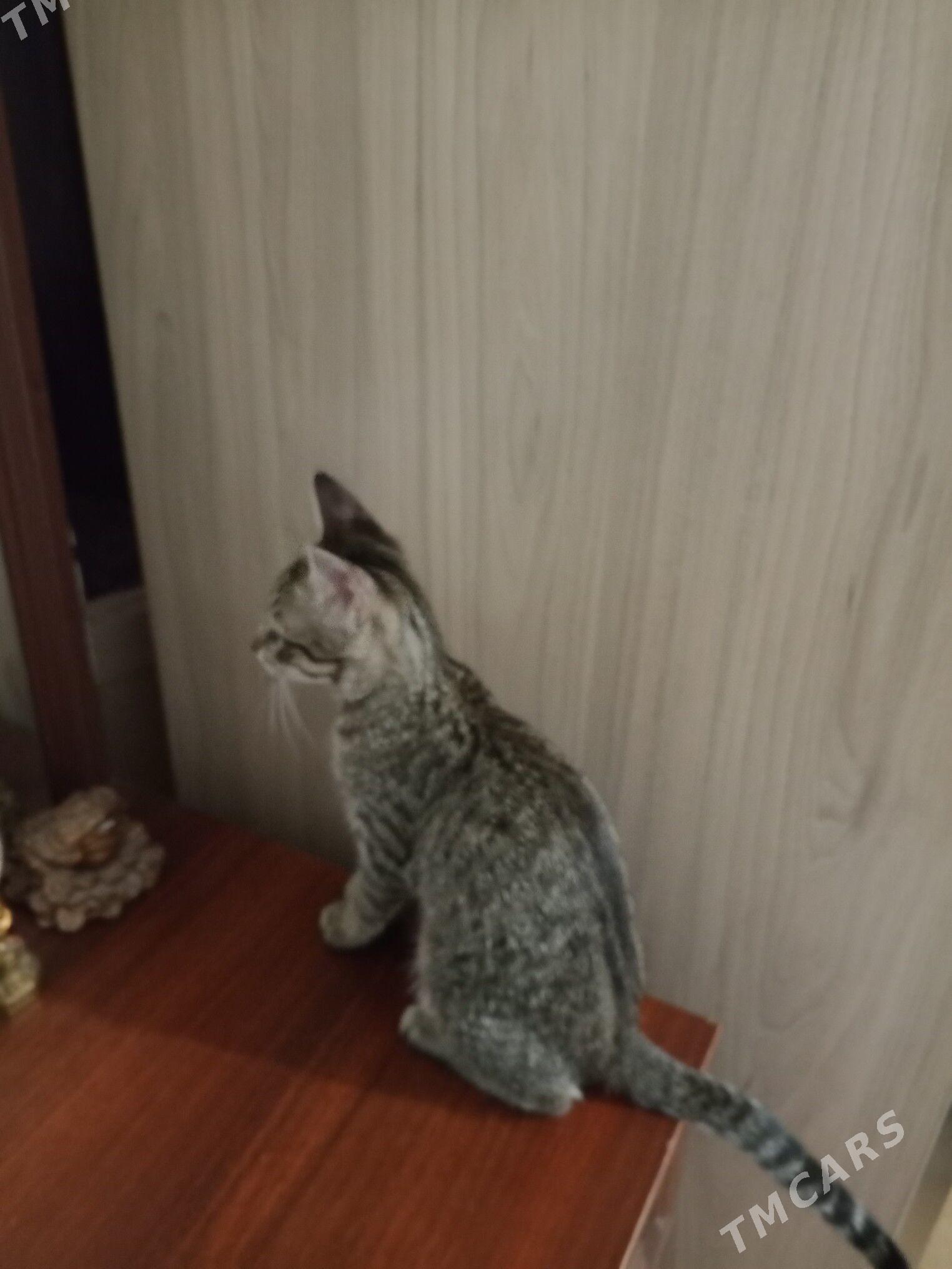 Pişijek - Türkmenbaşy - img 2