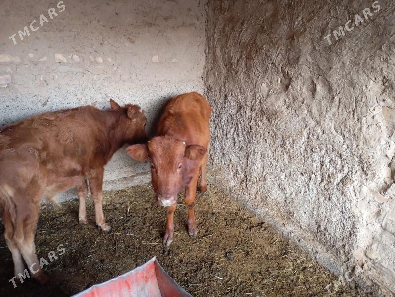 okuzçe - Мары - img 2