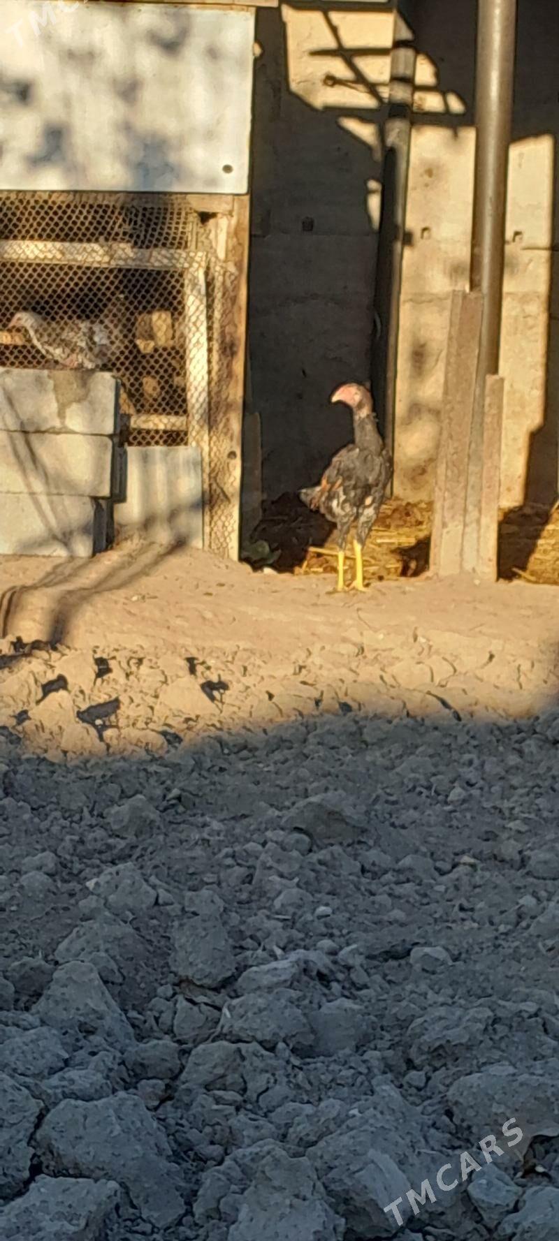 TASKENT MUNDEPER - Gökje - img 5