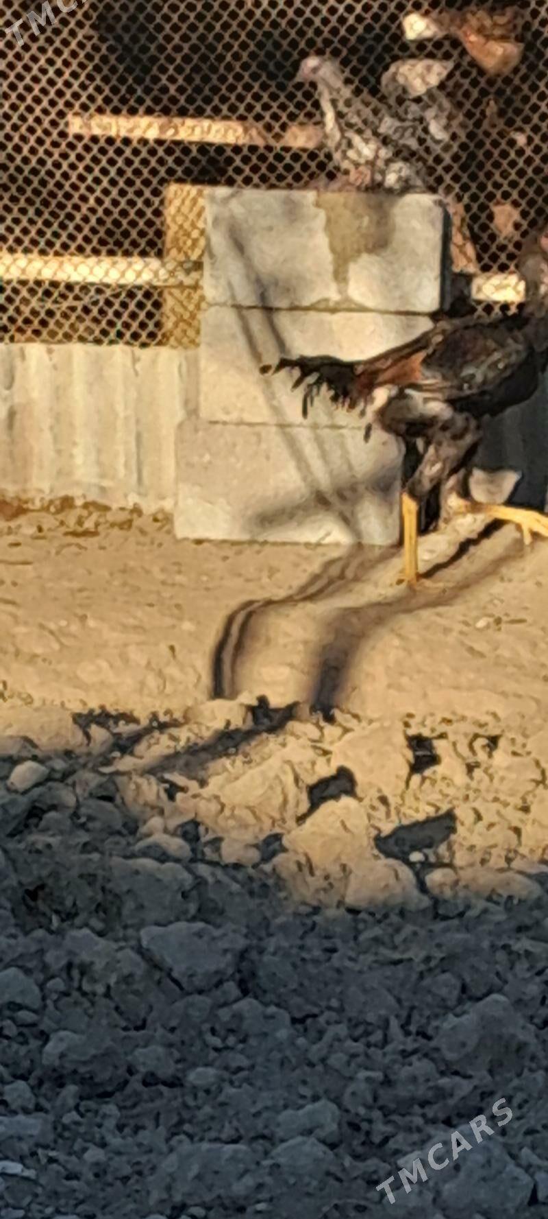 TASKENT MUNDEPER - Gökje - img 8