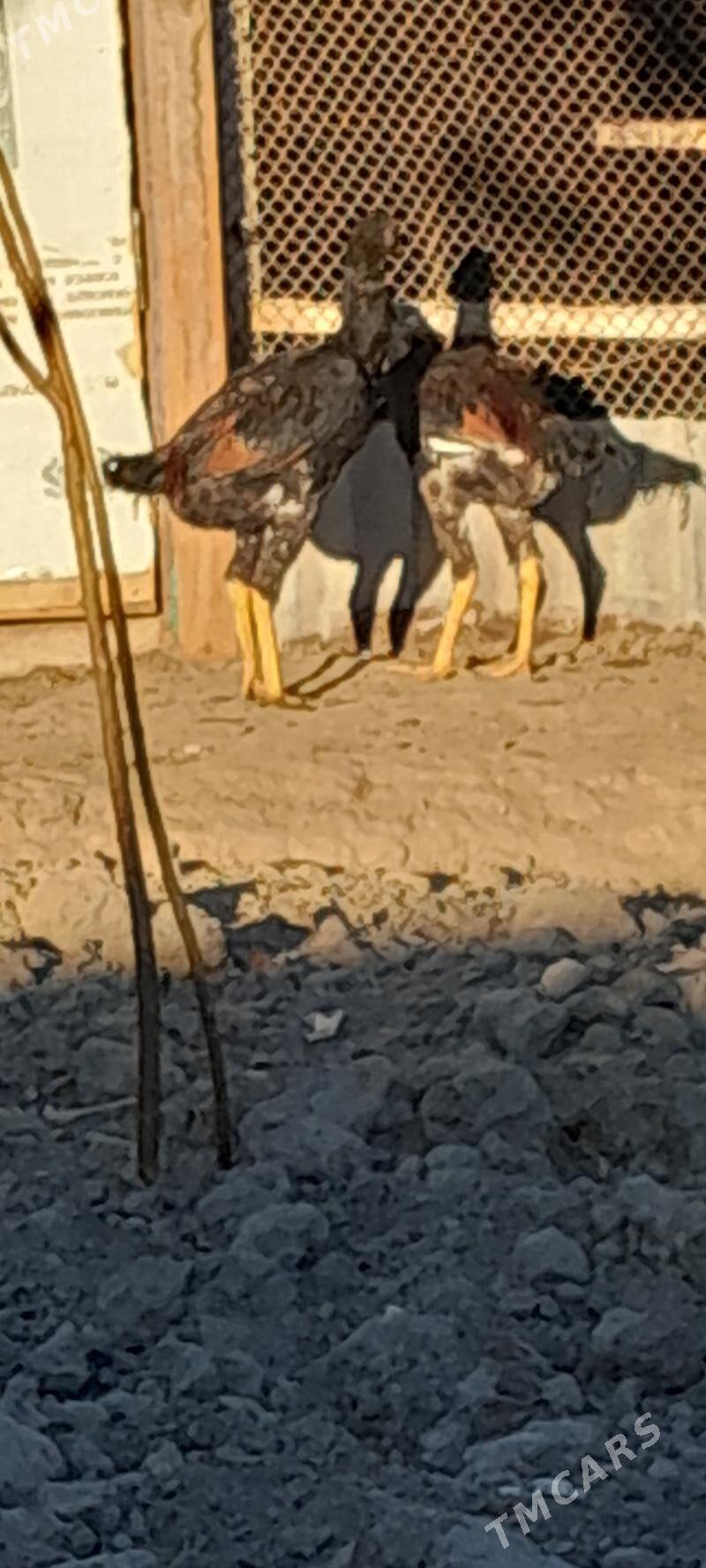 TASKENT MUNDEPER - Gökje - img 7