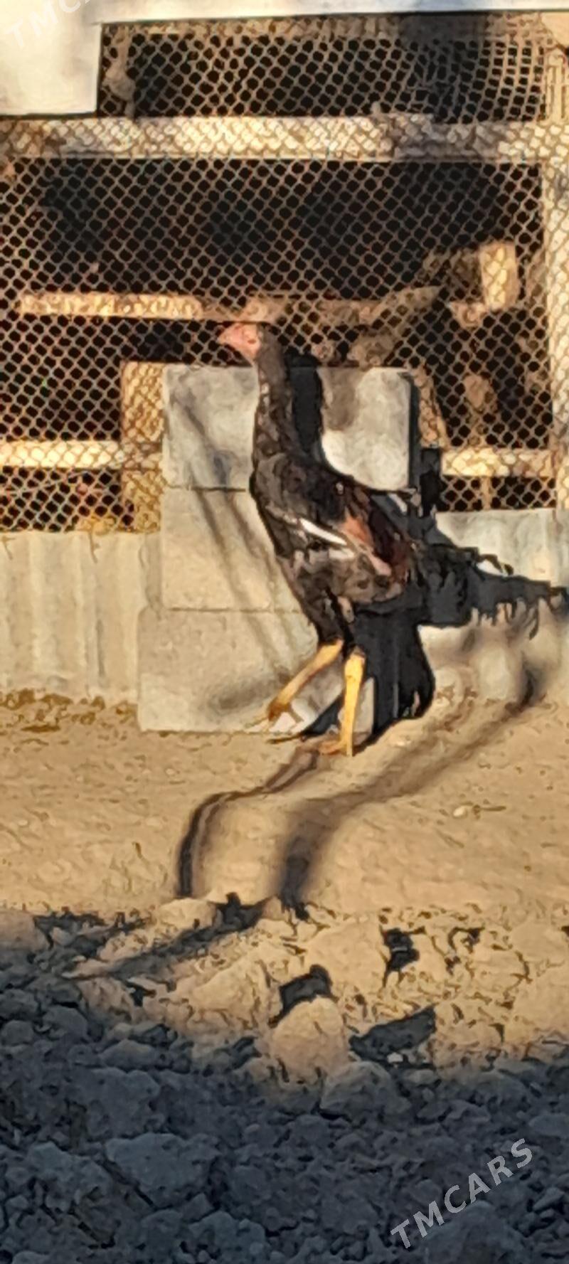 TASKENT MUNDEPER - Gökje - img 6