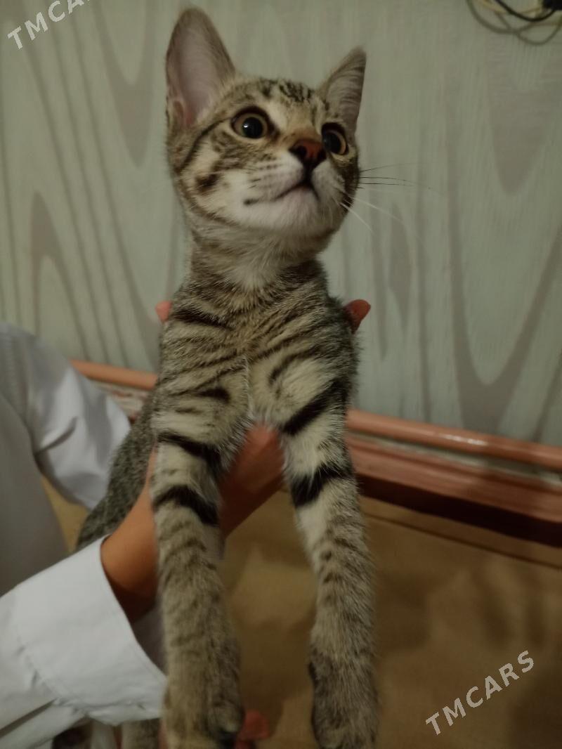 Pişijek - Türkmenbaşy - img 5