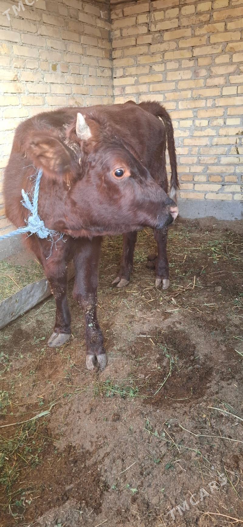 1 yaşar öküz - Туркменабат - img 1