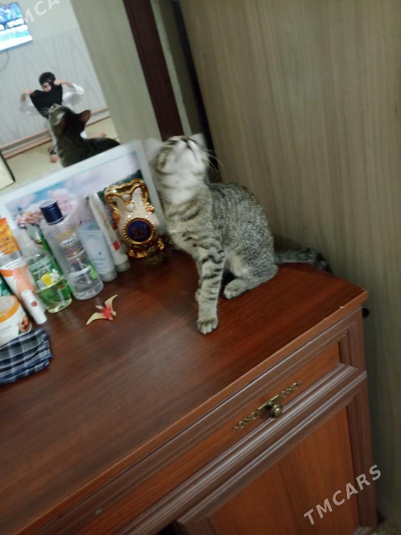 Pişijek - Türkmenbaşy - img 4