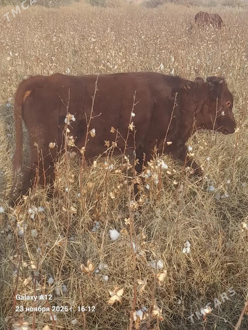 1 yaşar öküz - Туркменабат - img 6