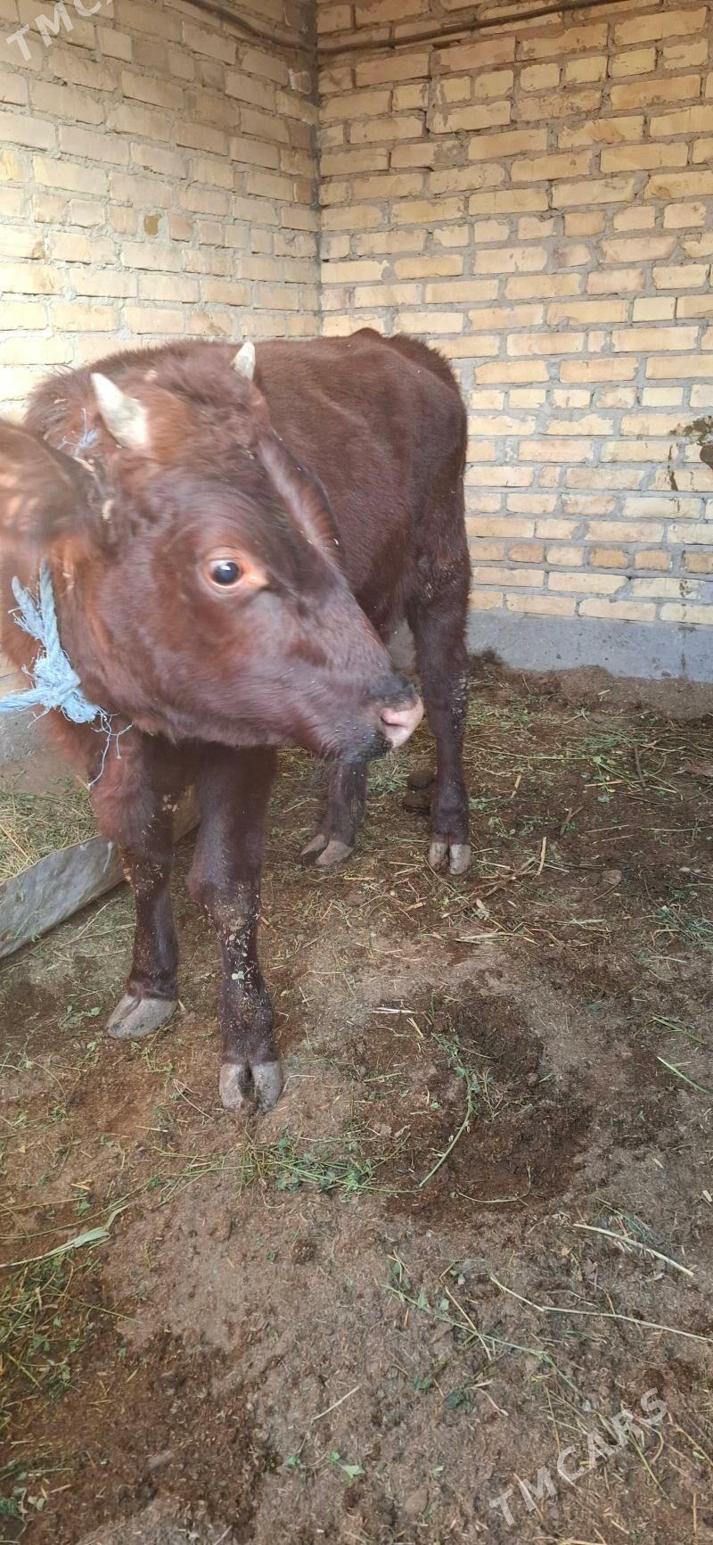 1 yaşar öküz - Туркменабат - img 2