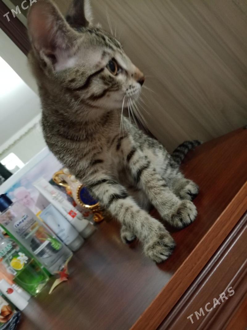 Pişijek - Türkmenbaşy - img 6