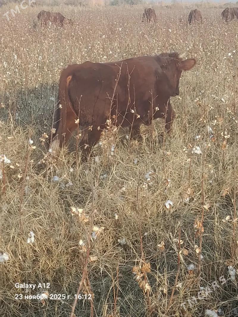 1 yaşar öküz - Туркменабат - img 3