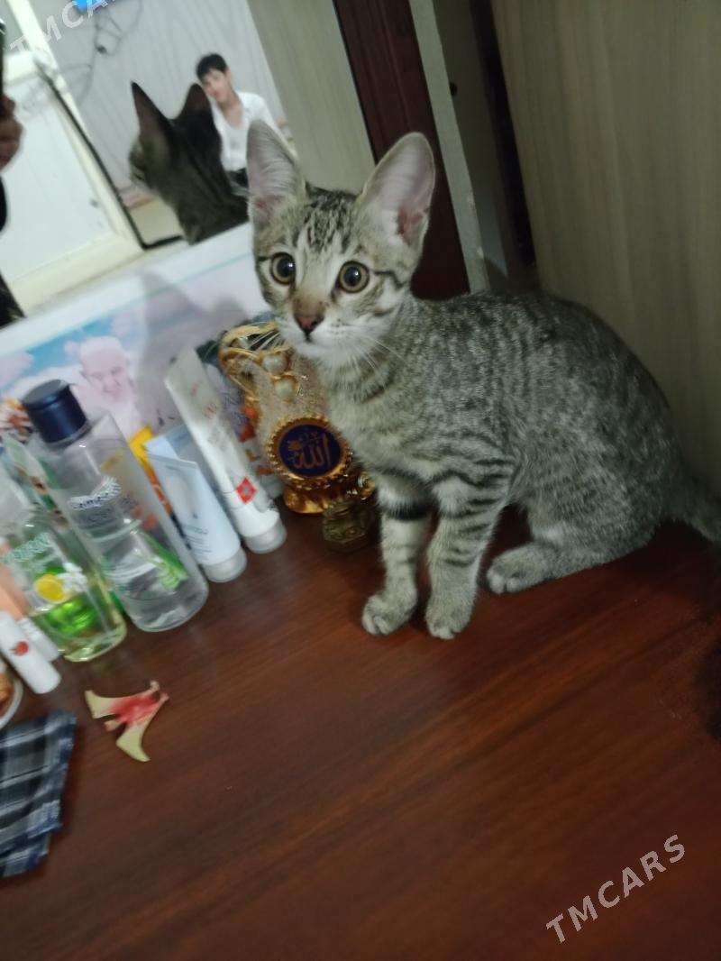 Pişijek - Türkmenbaşy - img 3