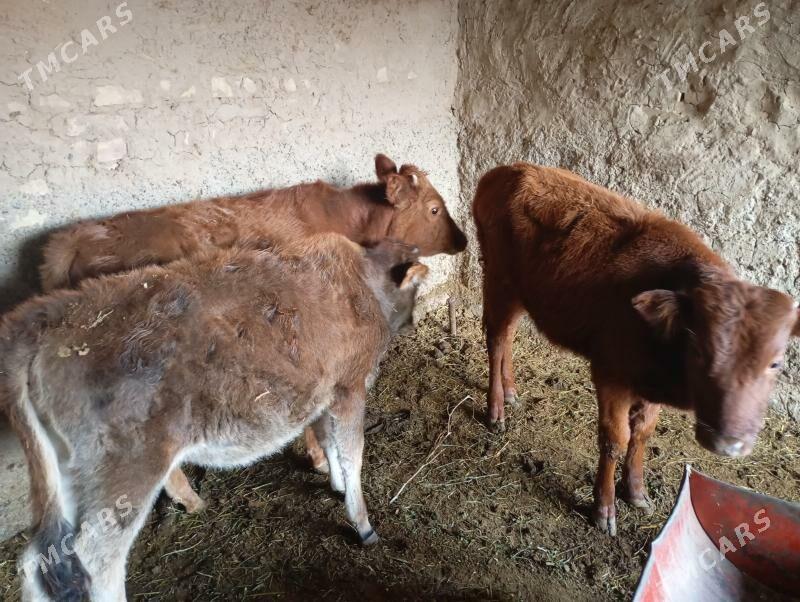 okuzçe - Мары - img 3