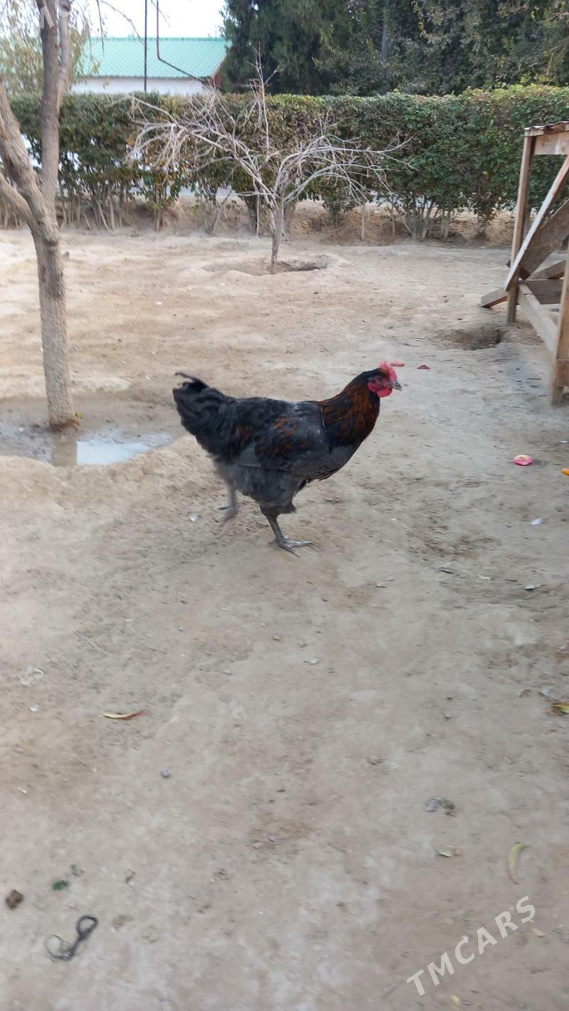 jersey gigant horaz - Hitrowka - img 3