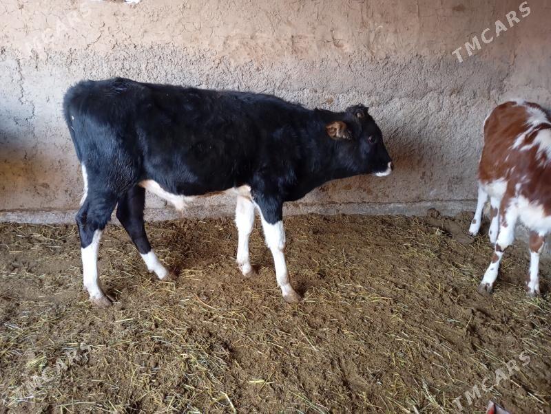 okuzçe - Мары - img 3