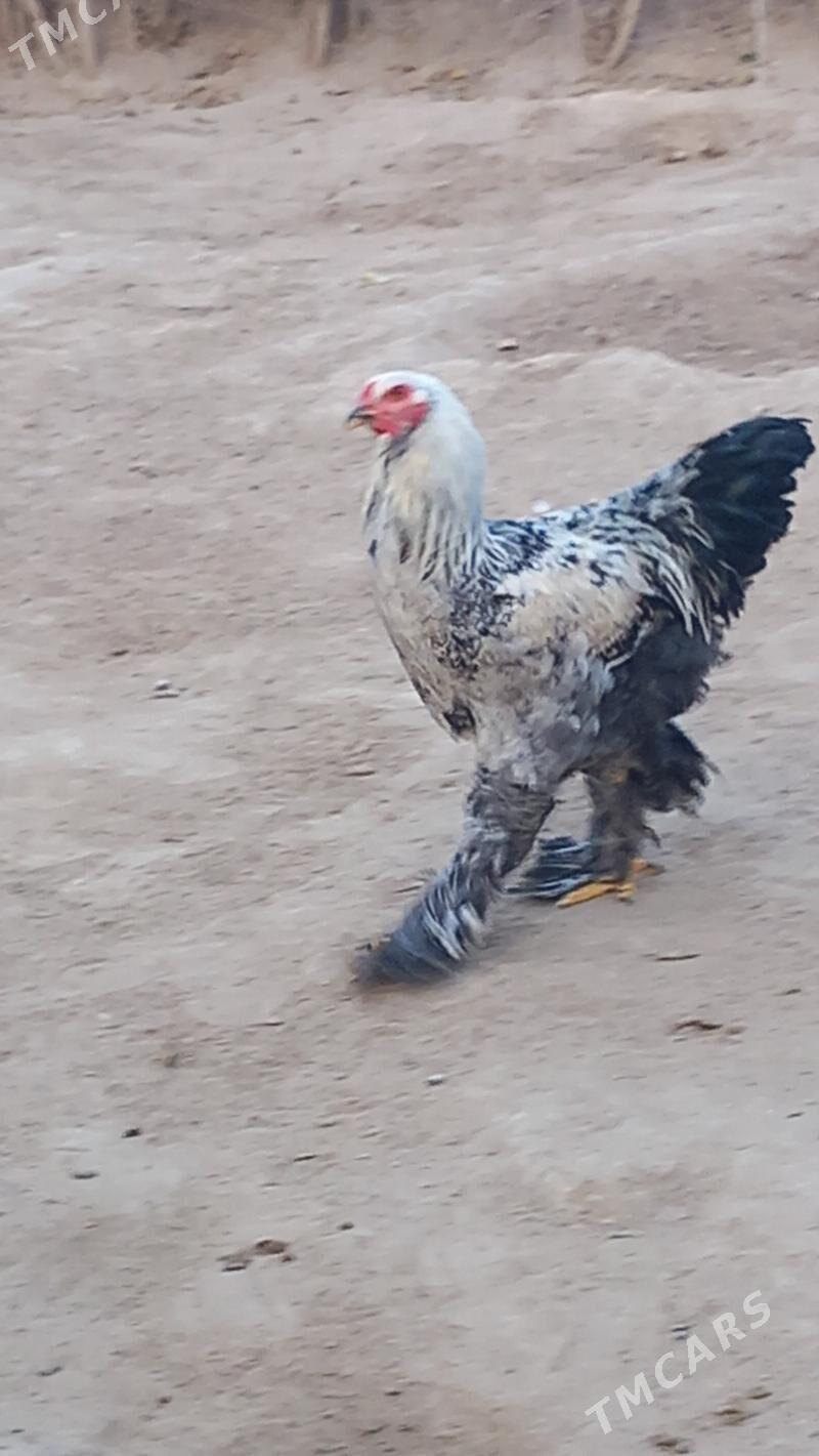 balgar brama horaz - Hitrowka - img 2