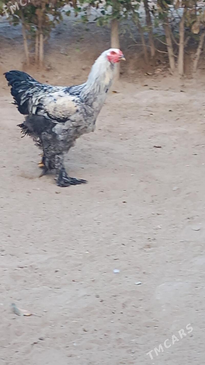 balgar brama horaz - Hitrowka - img 4