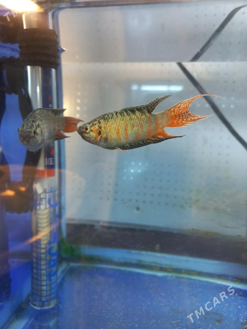 Аквариумные рыбки Макропод - Ашхабад - img 2