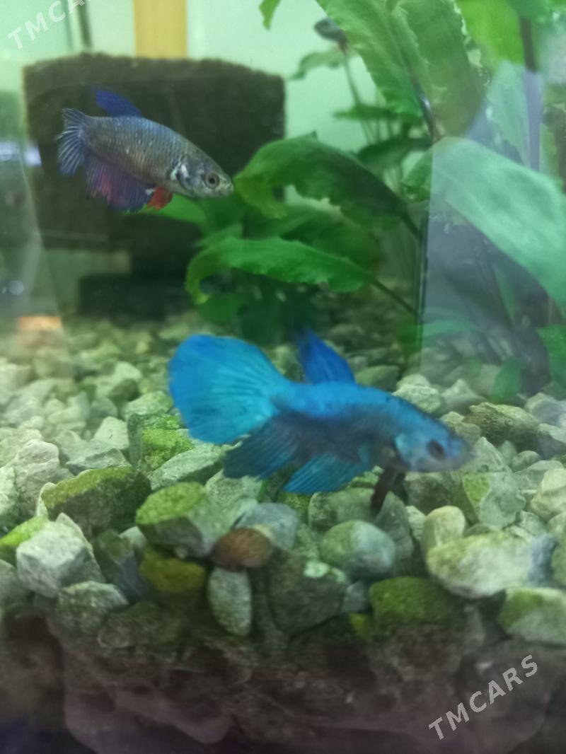 Аквариумные рыбки Макропод - Ашхабад - img 4