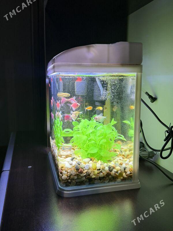 Akwarium Аквариум - Aşgabat - img 3