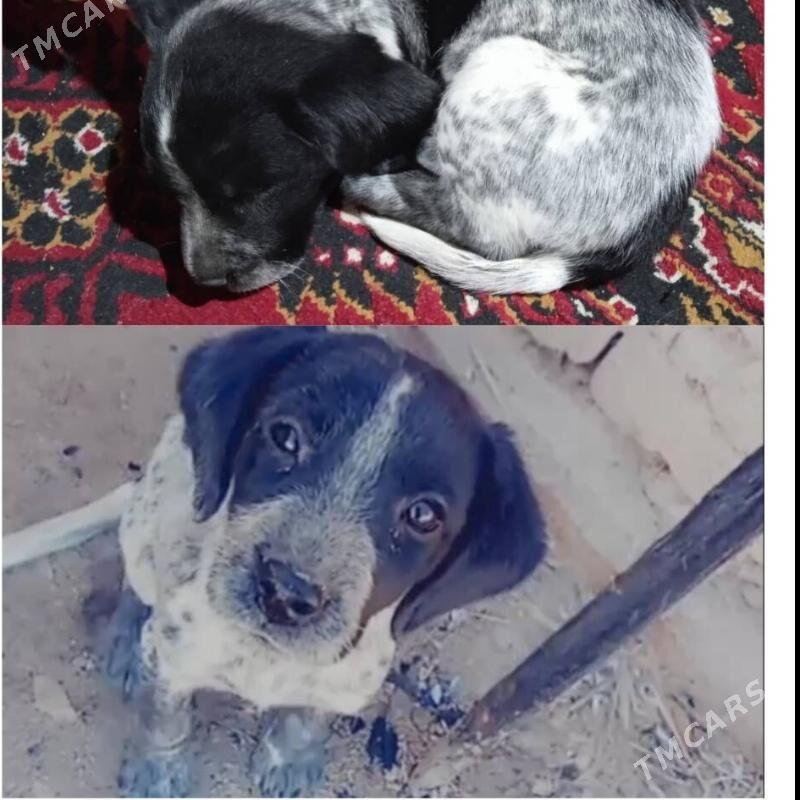 гужук - Şabat etr. - img 1