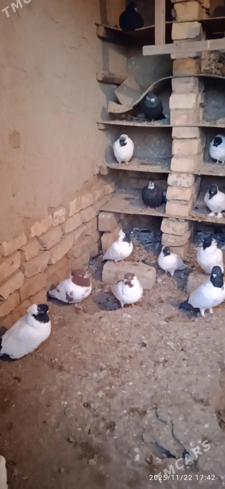 Kepderi - Podwoýski köç. (Bitarap Türkmenistan şaýoly) - img 2