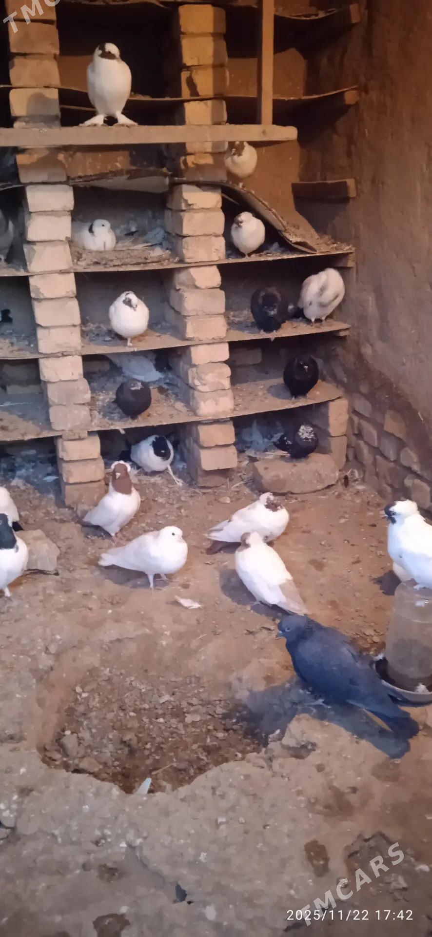 Kepderi - Podwoýski köç. (Bitarap Türkmenistan şaýoly) - img 6