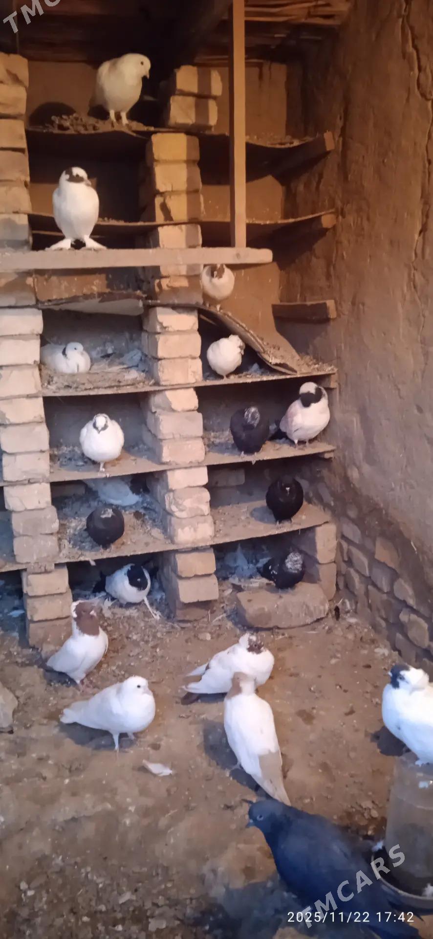 Kepderi - Podwoýski köç. (Bitarap Türkmenistan şaýoly) - img 5