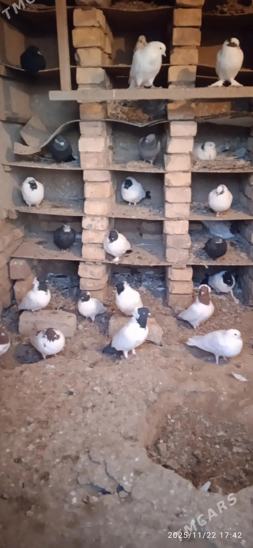 Kepderi - Podwoýski köç. (Bitarap Türkmenistan şaýoly) - img 4