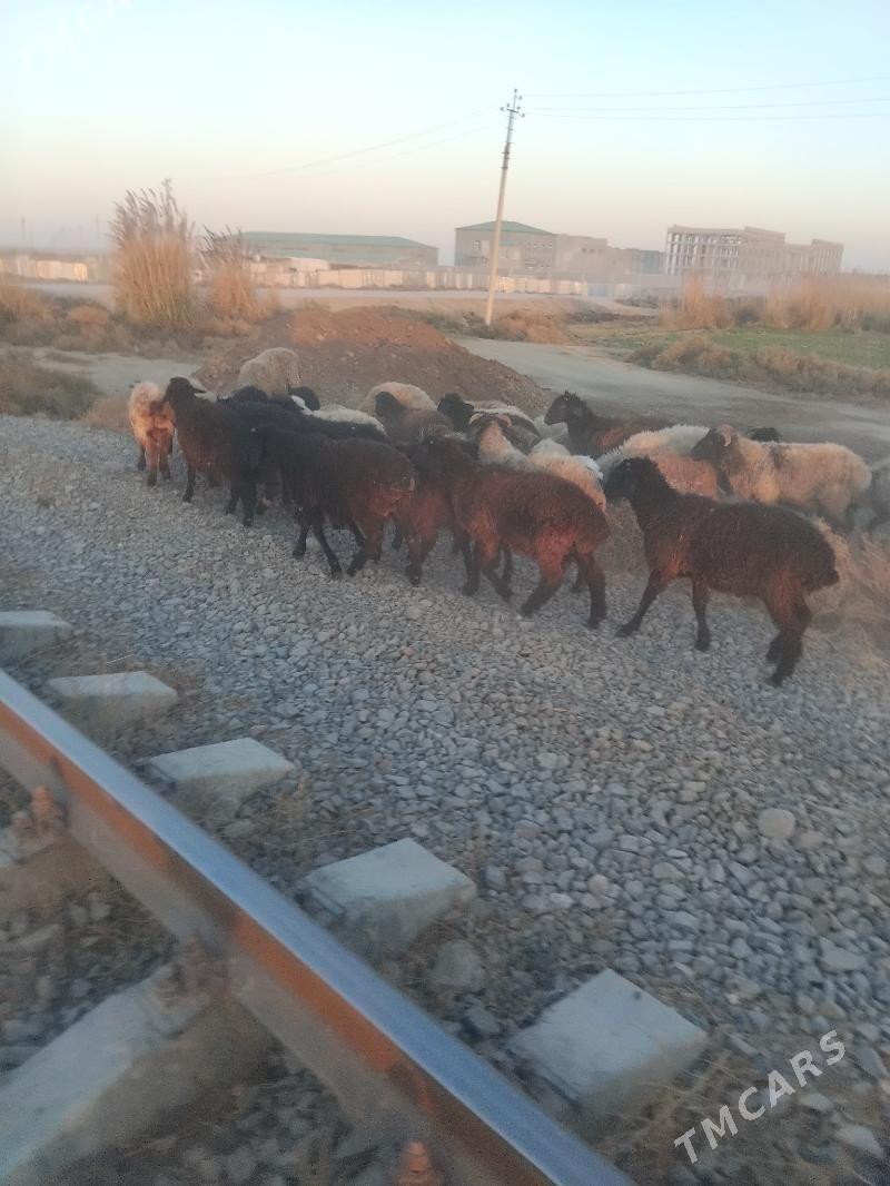 tokly - Bäherden - img 3