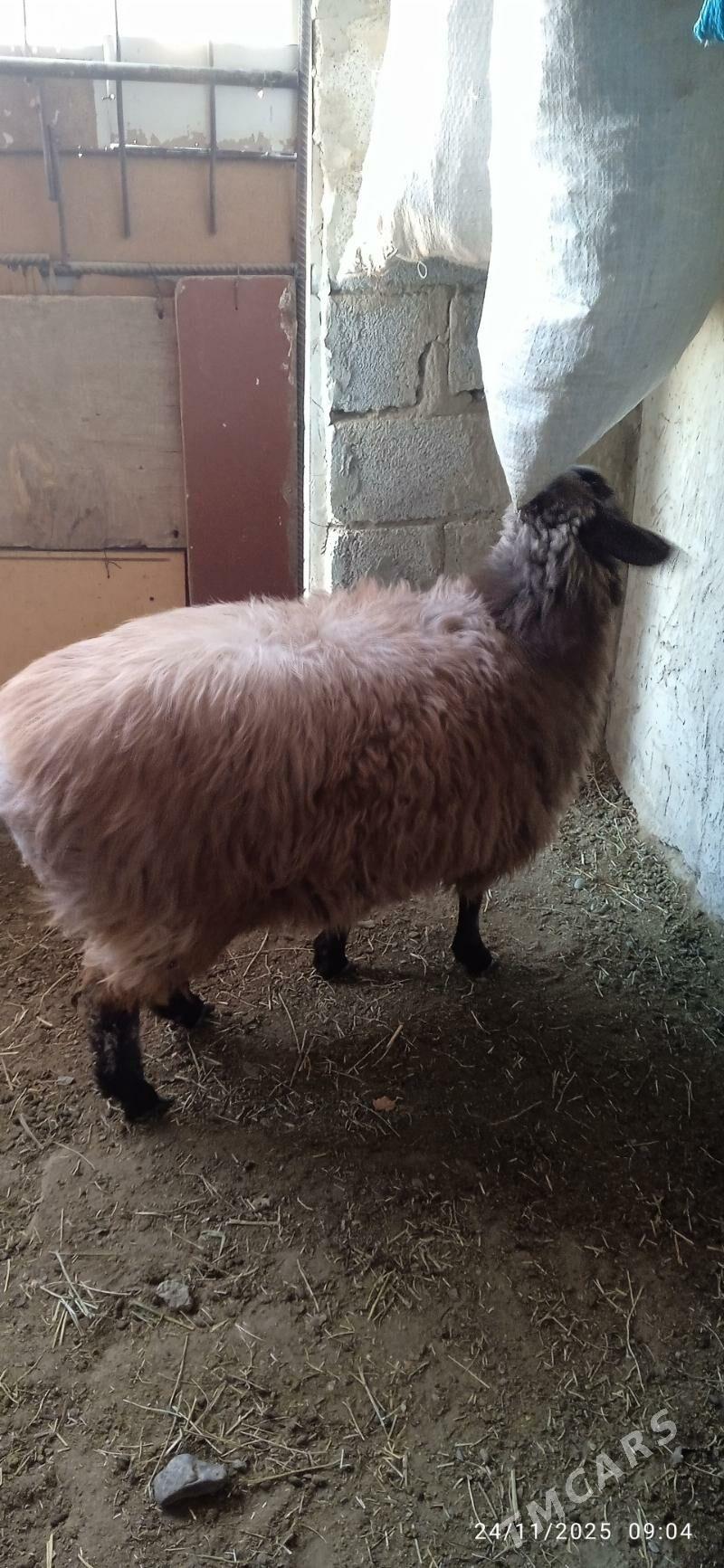 goyun - Bäherden - img 2