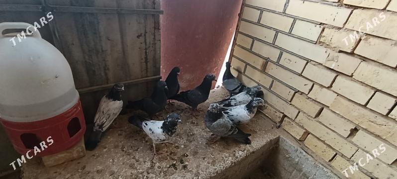 kepderi - Mary - img 4