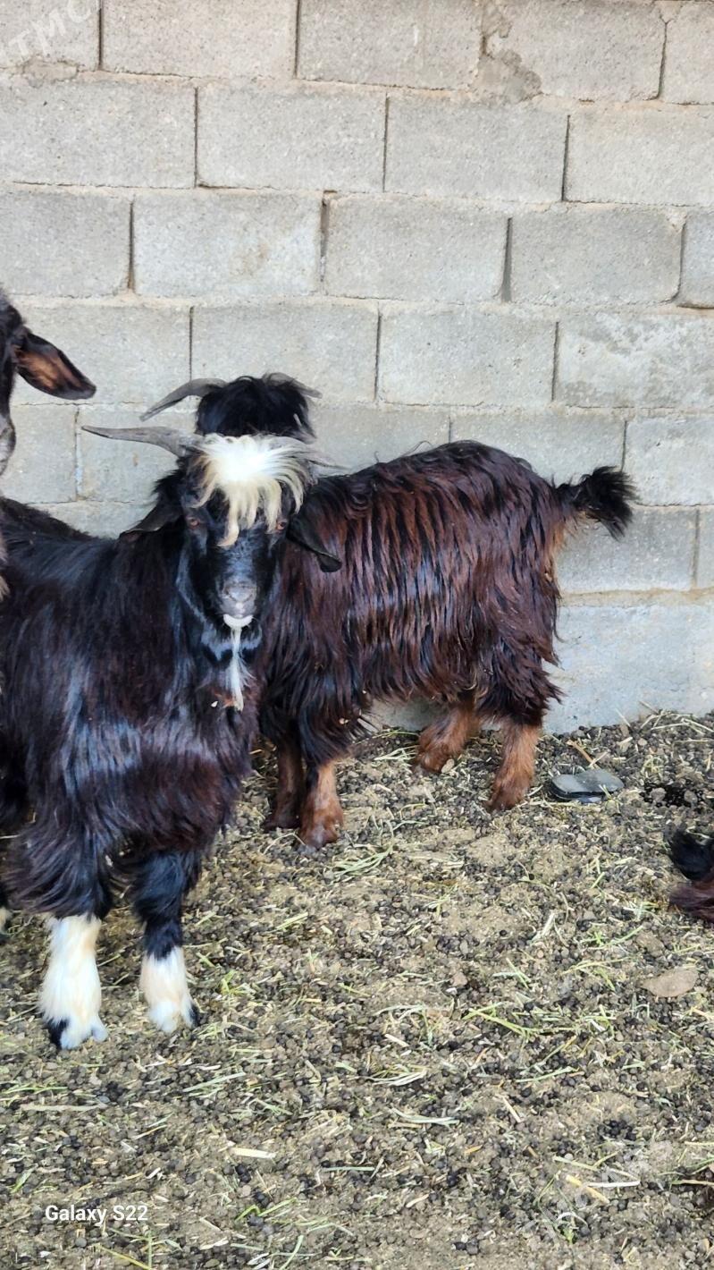 Geçi - Gökdepe - img 2