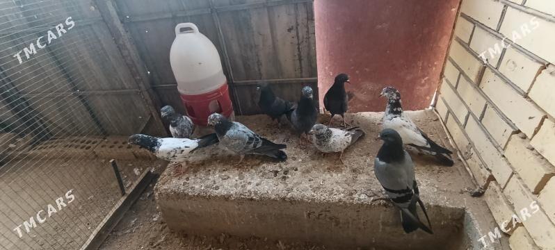 kepderi - Mary - img 7