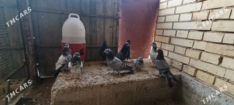 kepderi - Mary - img 3