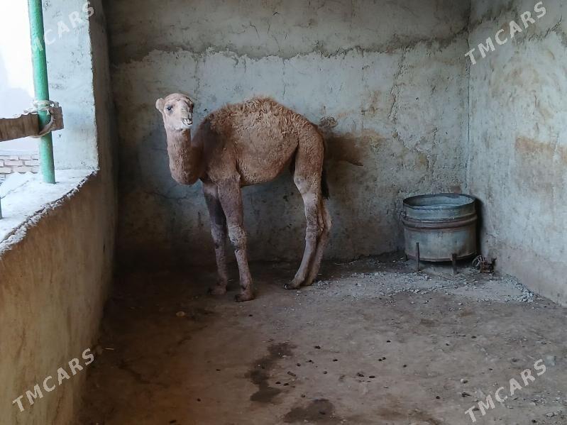 torum - Gyzylarbat - img 2