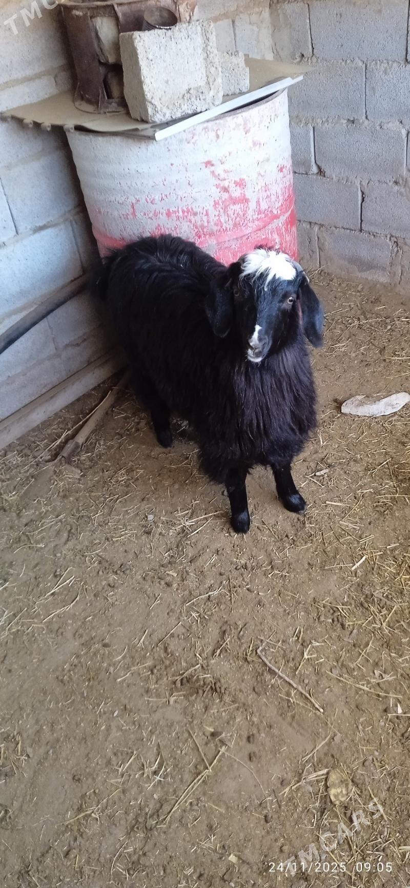 çewiş - Бахарден - img 2