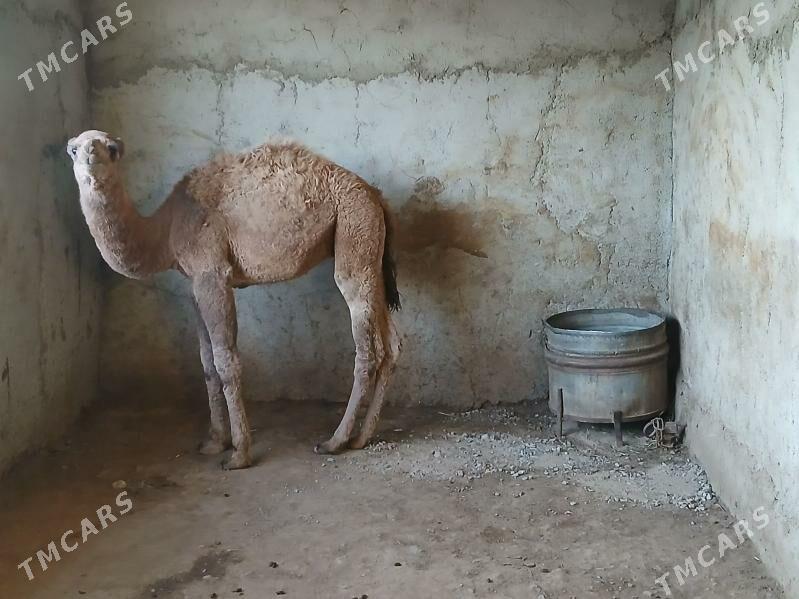 torum - Gyzylarbat - img 3