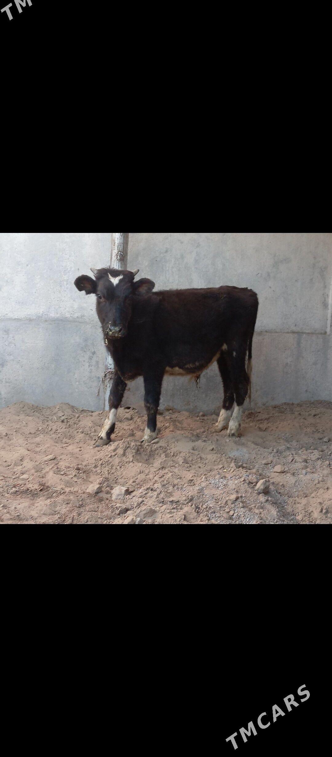 gibrit öküz - Бузмеин - img 2