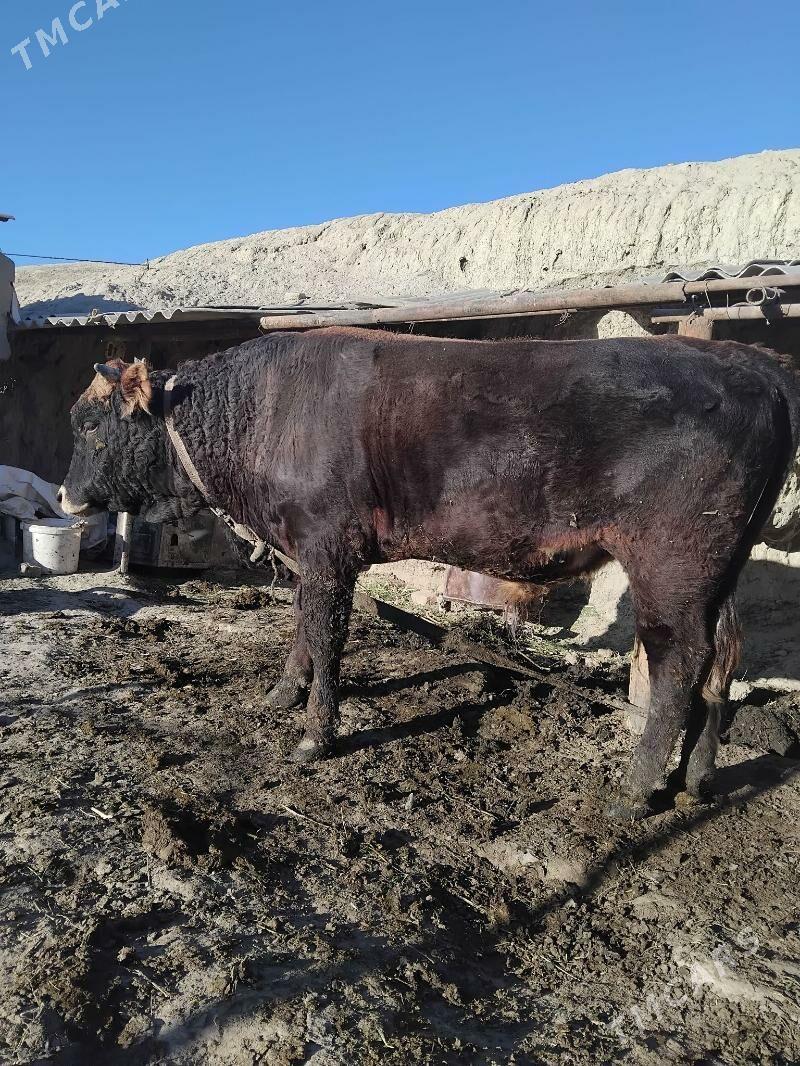 Okùz - Бахарден - img 2