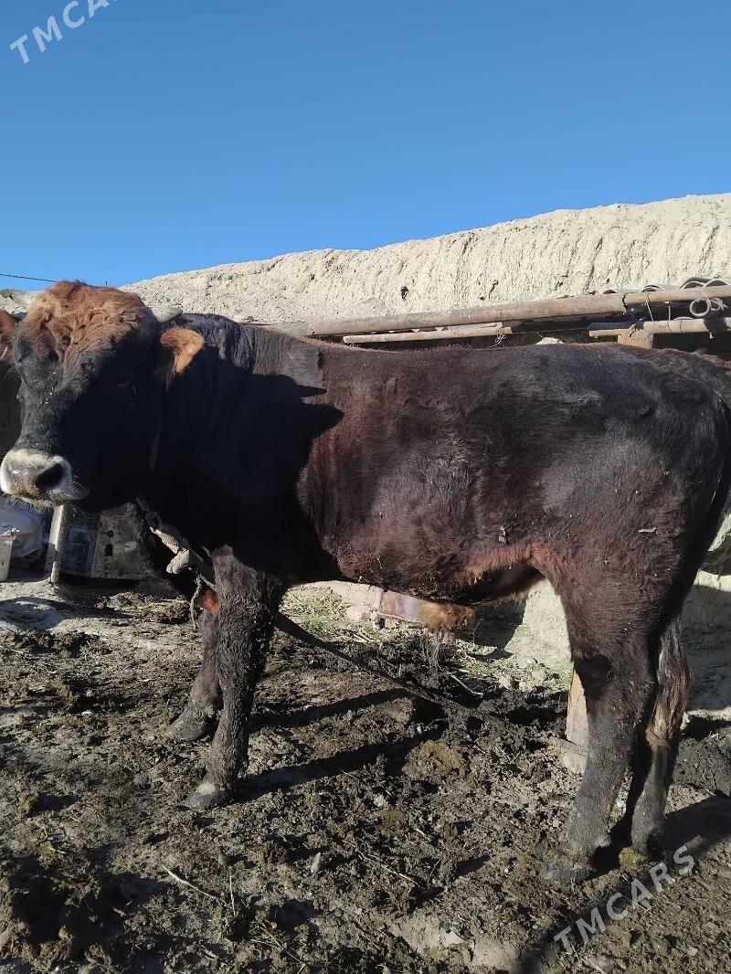 Okùz - Бахарден - img 3