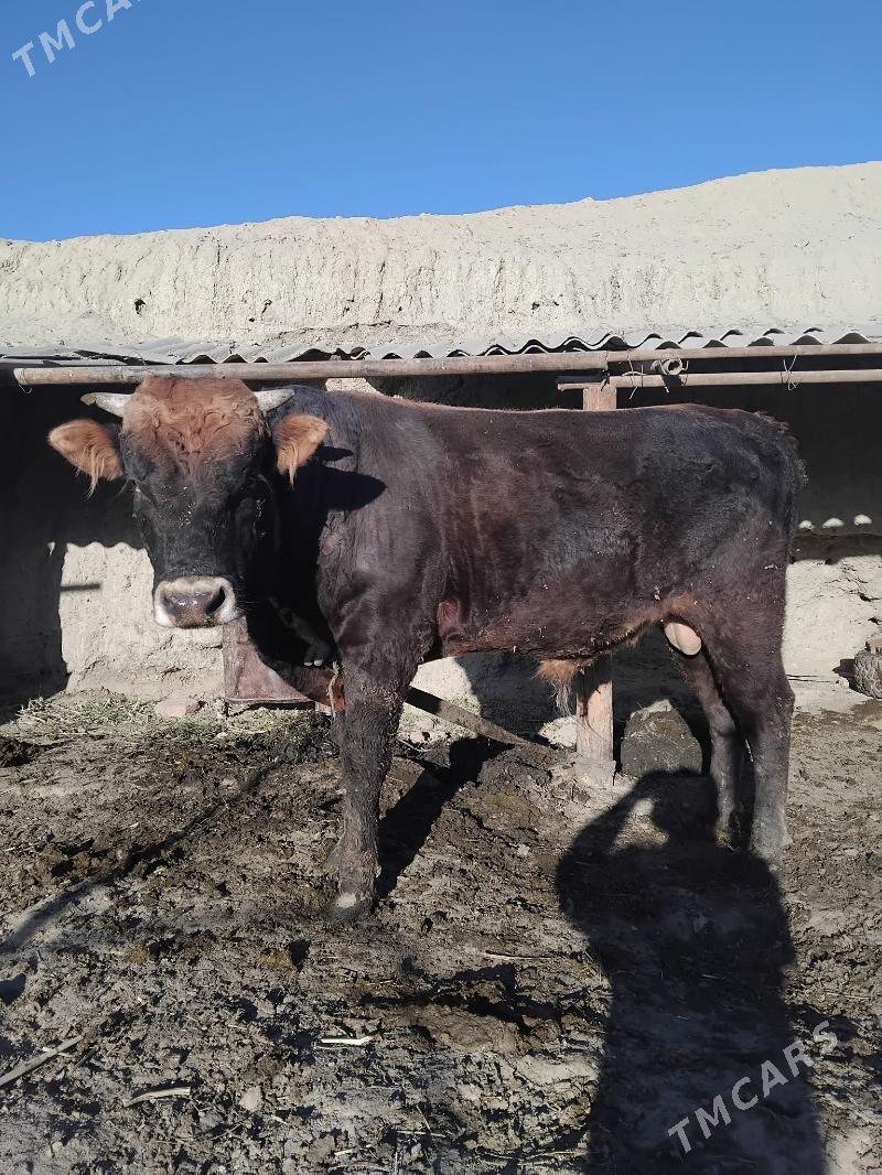 Okùz - Бахарден - img 4