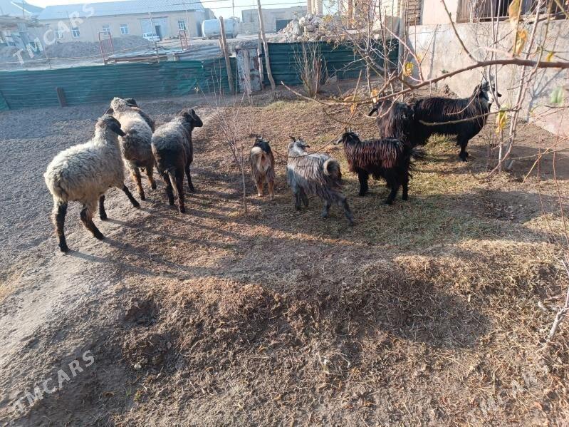 koç we geciler - Farap - img 2