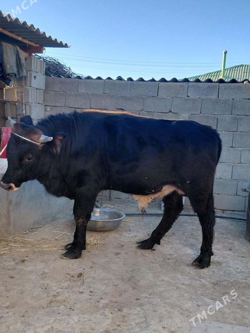 öküz - Бузмеин - img 3