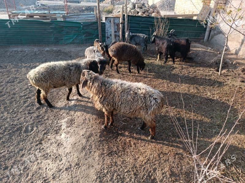 koç we geciler - Farap - img 3