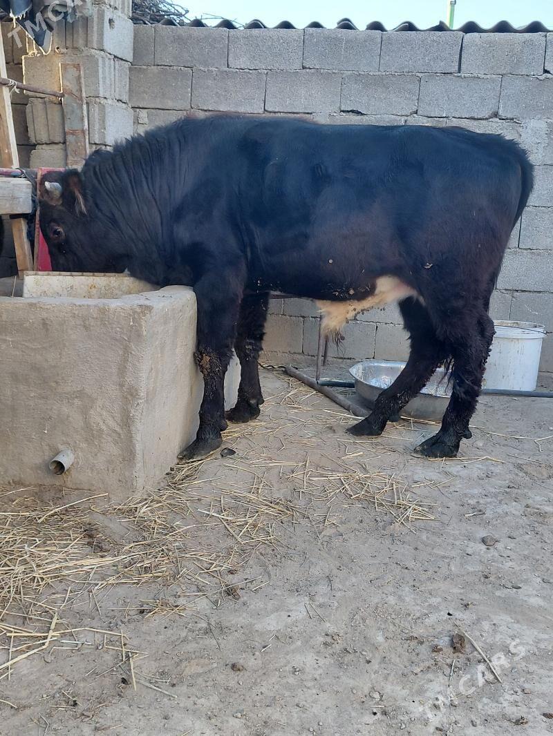 öküz - Бузмеин - img 2