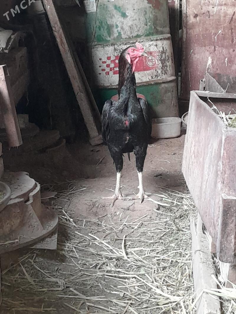 Tasgent horaz - Çoganly - img 4