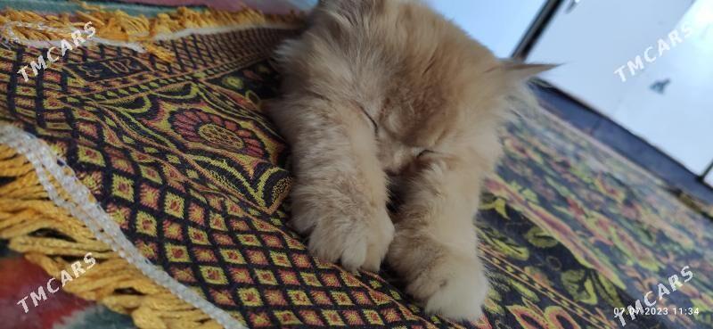 boncuk - Türkmenabat - img 2