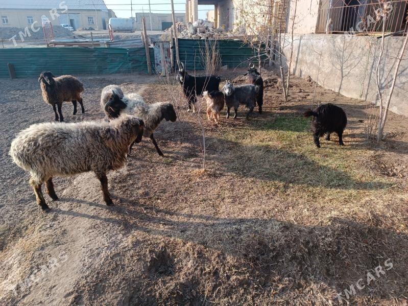 koç we geciler - Farap - img 4